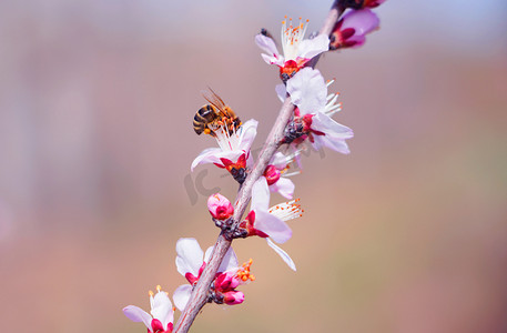 桃花桃花摄影照片_春季桃花和蜜蜂摄影图