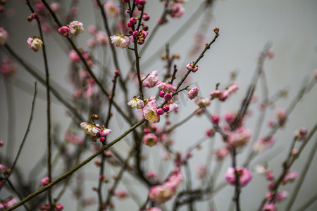 杭州冬天摄影照片_杭州植物园风景红梅摄影图