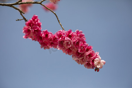 春天桃花朵朵繁花盛开