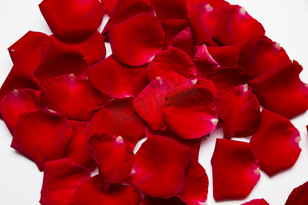情人节玫瑰花花瓣摄影图
