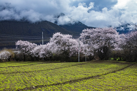 西藏林芝桃花林摄影图