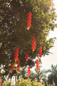 树上的红灯笼风景风光摄影图
