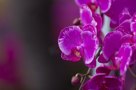 春天蝴蝶兰植物摄影图