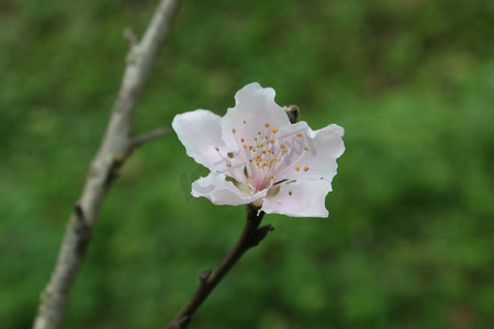 浪漫粉色桃花摄影照片_翠绿草地上一枝桃花特写摄影图