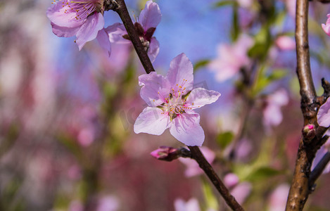 唯美桃花花朵自然风景摄影图