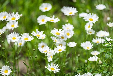 白色小菊花夏日花卉摄影图