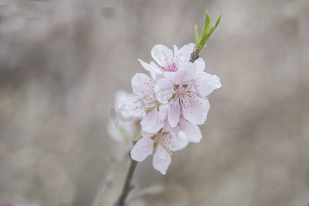 春天盛开桃花花朵植物自然风景摄影图