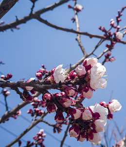 春暖花开桃花系列摄影图