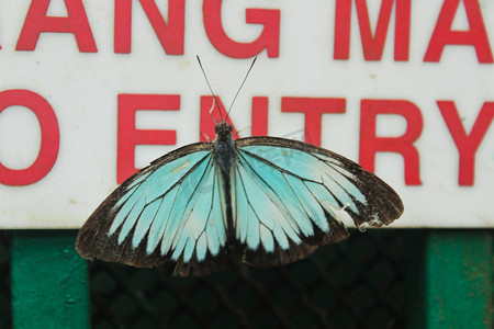 一只有蓝色花纹蝴蝶摄影图