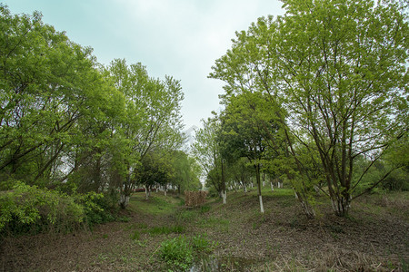 绿色春季树木摄影照片_春天绿色树木摄影图