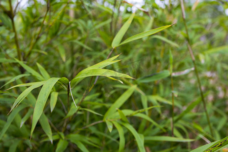 春天绿色植物竹子摄影图