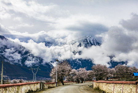 西藏春天摄影照片_公路两旁桃花树摄影图