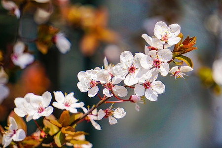 春天桃花摄影照片_春天立春白色红李花植物摄影图