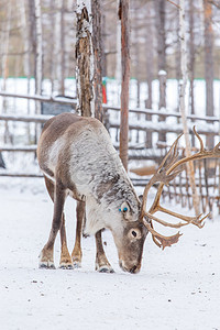 雪地摄影照片_冬天里雪地可爱麋鹿摄影图