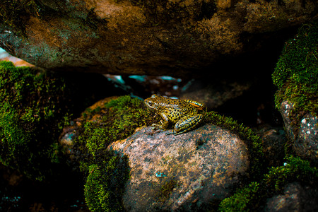 石头上一只斑点小青蛙摄影图