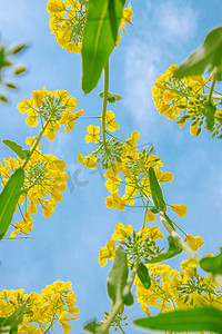 油菜花浓郁摄影图