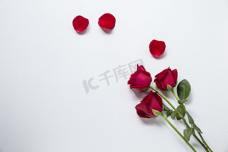 玫瑰爱情摄影照片_情人节玫瑰摄影图