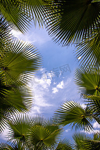 棕榈叶里蓝天仰拍摄影图