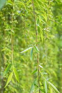 柳树柳叶风景风光植物摄影图