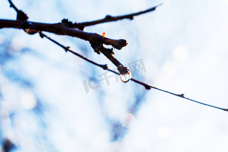 冬天树枝上水珠摄影图