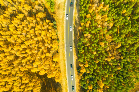 扁平风森林摄影照片_金色秋季森林公路摄影图