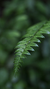 蕨类植物摄影图