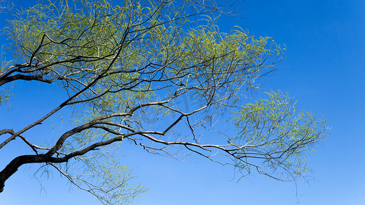 蓝天下发芽柳树自然风景摄影图