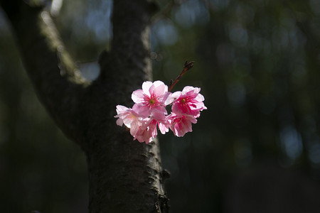 春天盛开桃花自然风景摄影图