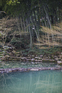 杭州植物园风景竹子绿植自然风景摄影图