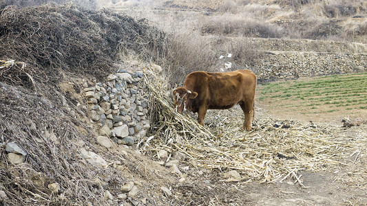 动物世界之吃草老黄牛摄影图
