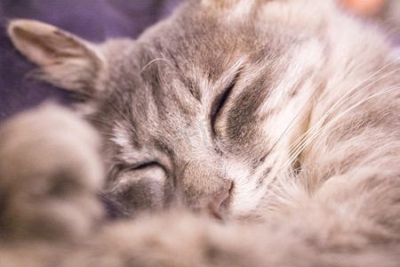 睡觉猫咪摄影图