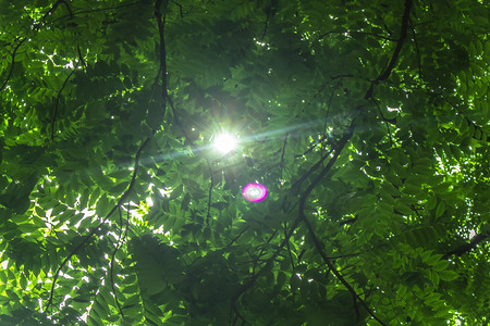 树间阳光摄影图