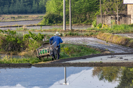 人物板车和稻田摄影图