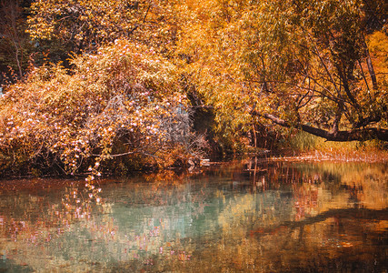 秋天水边树木摄影图