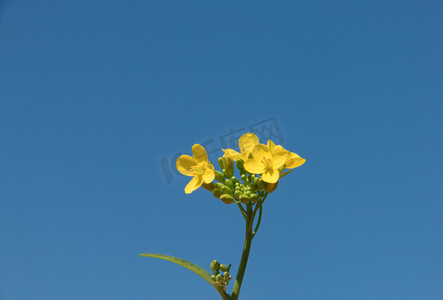 黄色花儿摄影图