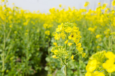 春季植物鲜花摄影照片_田野里黄灿灿油菜花摄影图