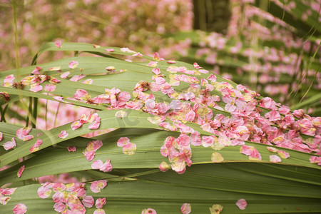 飘落堆积在树叶上粉色樱花花瓣自然风景摄影图