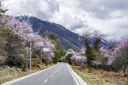 山下桃树林摄影图