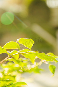 树叶光晕阳光摄影图