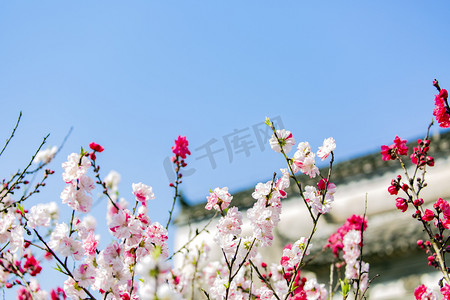 春天桃花摄影照片_桃花和树枝摄影图