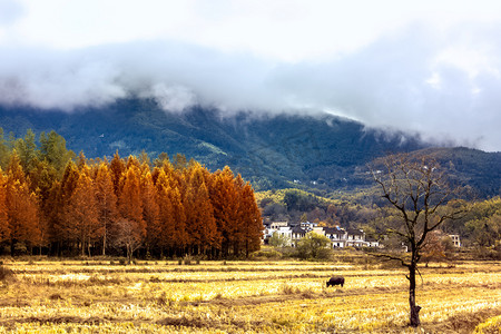 红叶树木山脉白云摄影图