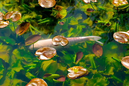 水中锦鲤和落叶摄影图