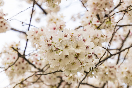 春天植物花朵樱花摄影图