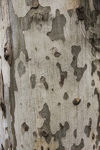 树木纹理树干