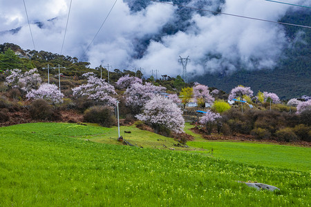 西藏林芝桃花林摄影图