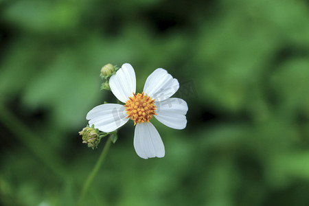 春天白色花朵摄影图
