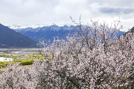 山谷摄影照片_西藏林芝桃花谷摄影图