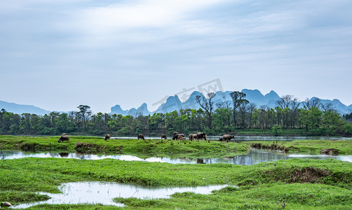 村落湖畔放牛吃草摄影