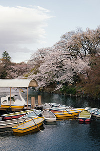 日系樱花公园摄影图