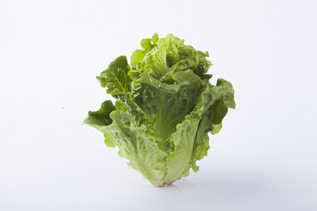 摄影照片_一颗竖立的新鲜蔬菜生菜摄影图配图 
